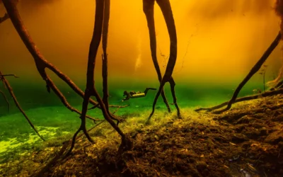 Quel est le meilleur moment pour plonger à Tulum ?